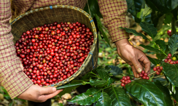 Single Origin Coffee Beans - India, Rwanda, El Salvador