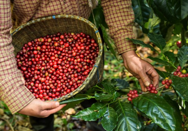 Single Origin Coffee Beans - India, Rwanda, El Salvador