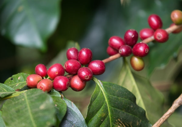 Single Origin Coffee Beans - Rwanda, Kenya, Costa Rica