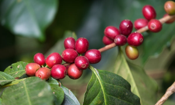 Single Origin Coffee Beans - Rwanda, Kenya, Costa Rica