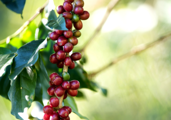 Single Origin Coffee Beans - Guatemala, Peru, Sumatra
