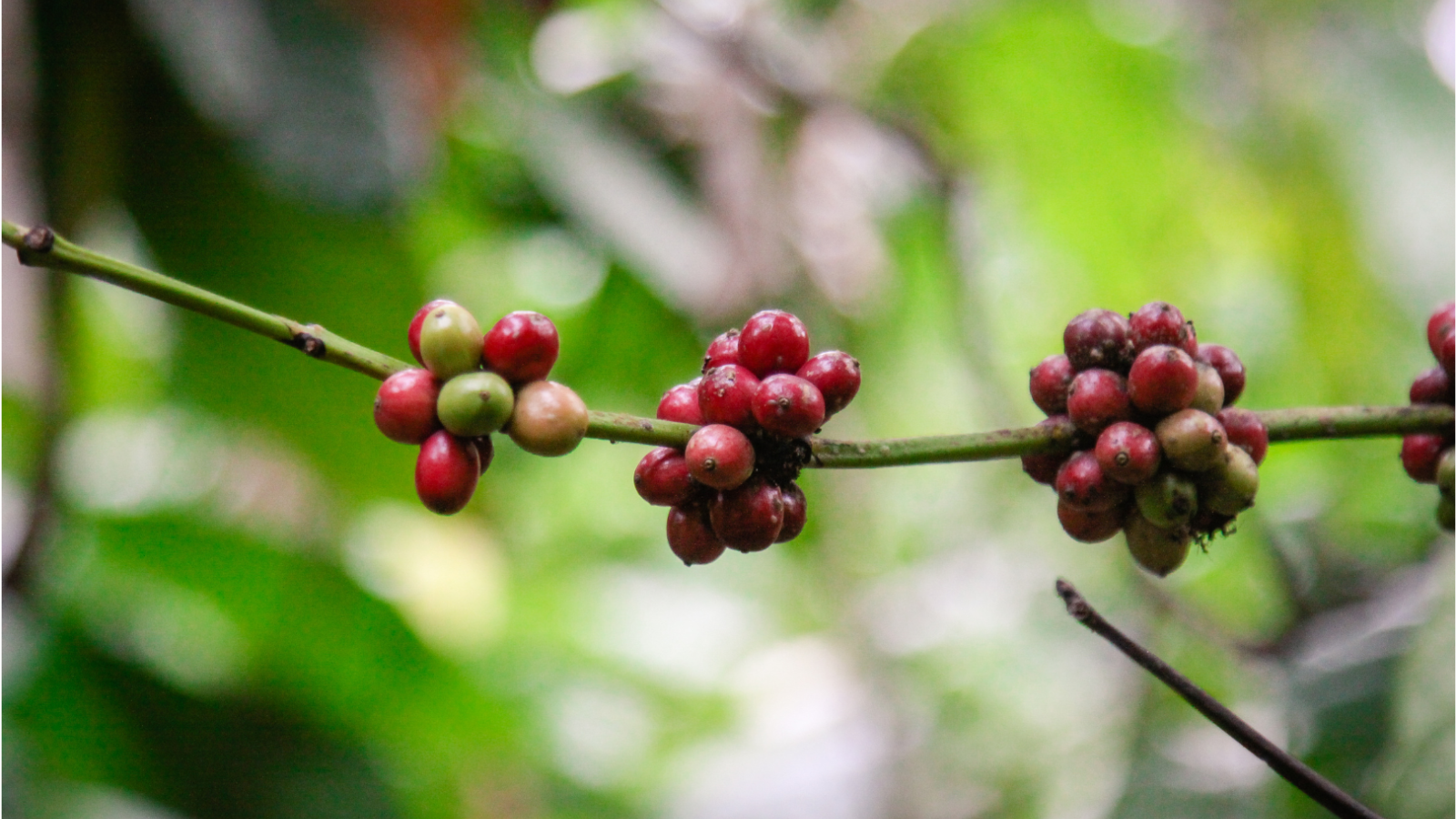 Seasonal Single Origin Coffee Beans - Indonesia, Brazil, Guatemala