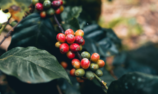 Single Origin Coffee Beans - Ethiopia, Colombia, Indonesia
