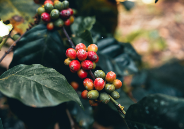 Single Origin Coffee Beans - Ethiopia, Colombia, Indonesia