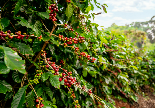 Single Origin Coffee Beans - India, Brazil, Nicaragua