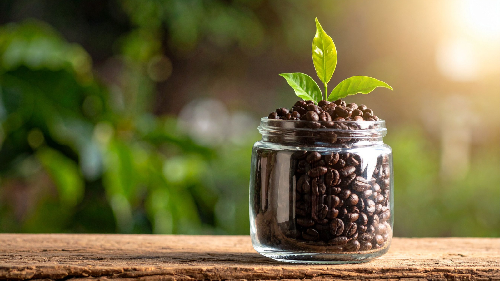 Seasonal Single Origin Coffee Beans from Indonesia Sumatra, Costa Rica & Guatemala