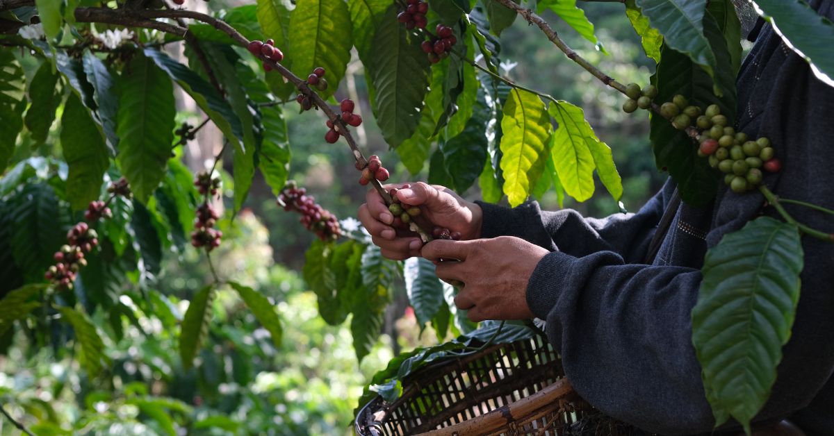 Organic Coffee Beans