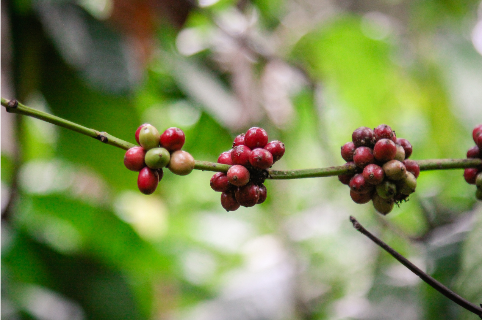 Single Origin Coffee Beans