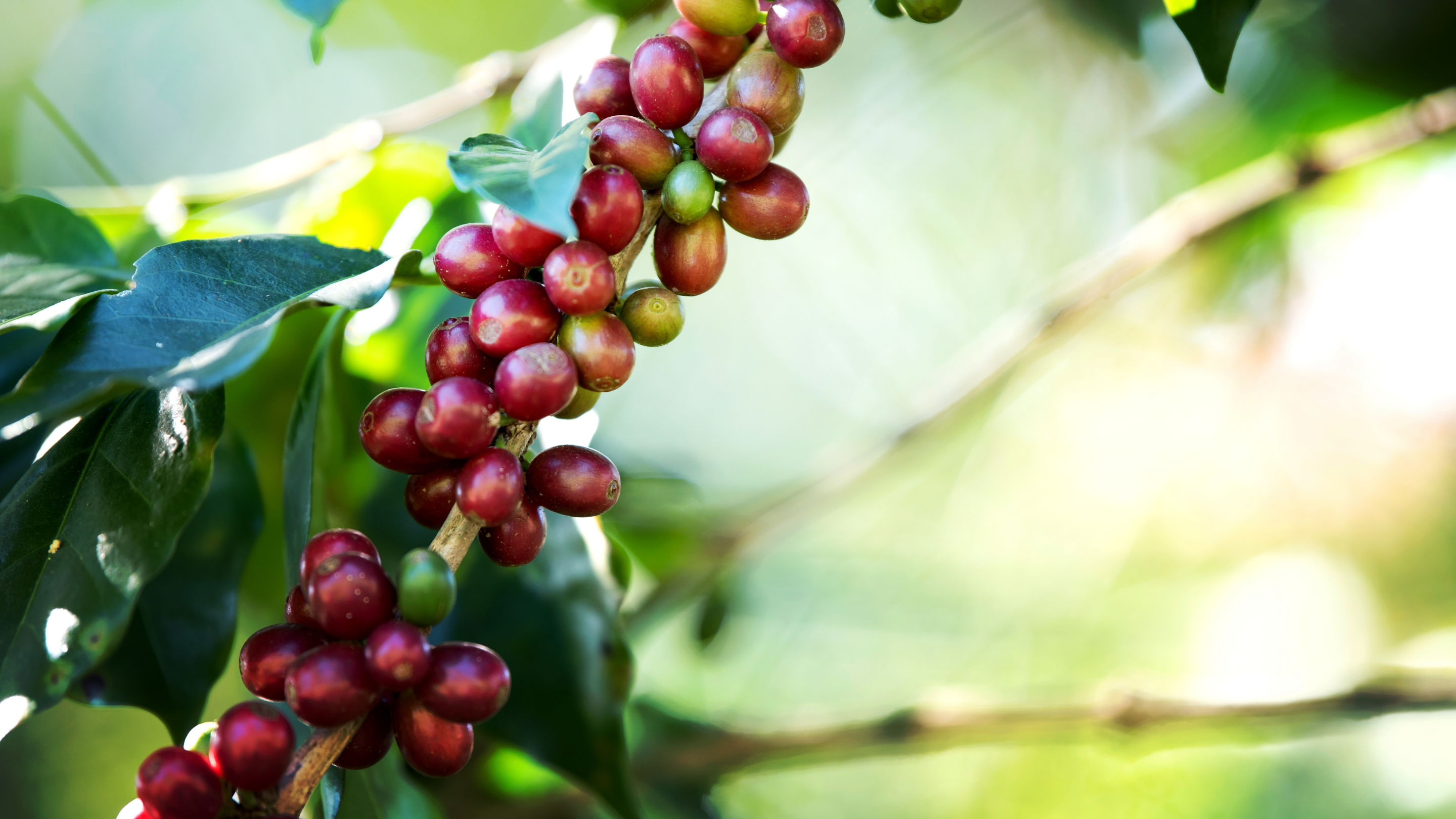 New Seasonal Single Origin Coffee Beans